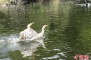 测算八字吉林：罕见白鸬鹚连续两年“故地重游”